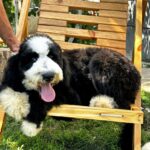 Sultan-male-Labradoodle-puppy-for-sale-2