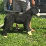 Sultan-male-Labradoodle-puppy-for-sale-3