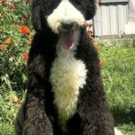 Sultan-male-Labradoodle-puppy-for-sale-4