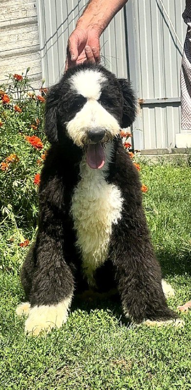 Sultan Labradoodle