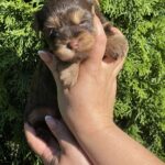 Suzi-female-Yorkshire-Terrier-puppy-for-sale-1