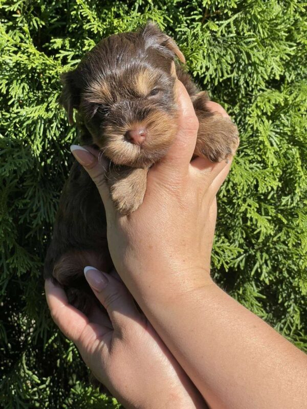 Suzi Yorkshire Terrier