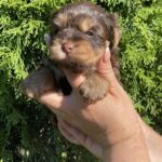 Suzi-female-Yorkshire-Terrier-puppy-for-sale-2