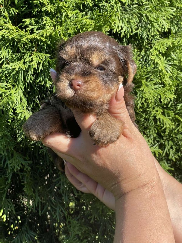 Suzi Yorkshire Terrier