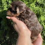 Suzi-female-Yorkshire-Terrier-puppy-for-sale-3