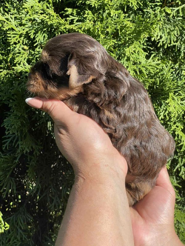 Suzi Yorkshire Terrier