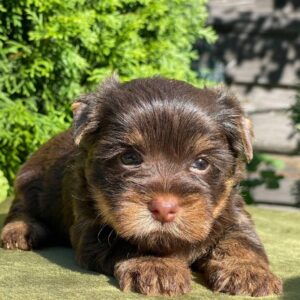 Suzi Yorkshire Terrier