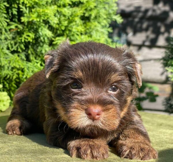 Suzi Yorkshire Terrier