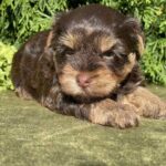 Suzi-female-Yorkshire-Terrier-puppy-for-sale-5