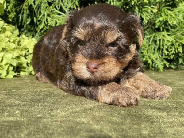 Suzi Yorkshire Terrier