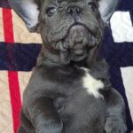 Tadd-male-French-Bulldog-puppy-for-sale-1