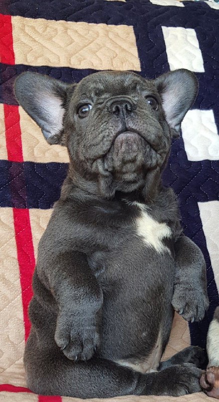 Tadd French Bulldog Tadd French Bulldog