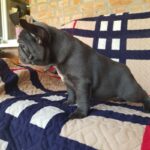 Tadd-male-French-Bulldog-puppy-for-sale-2