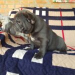 Tadd-male-French-Bulldog-puppy-for-sale-3