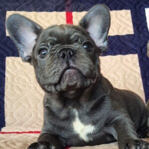 Tadd French Bulldog Tadd French Bulldog