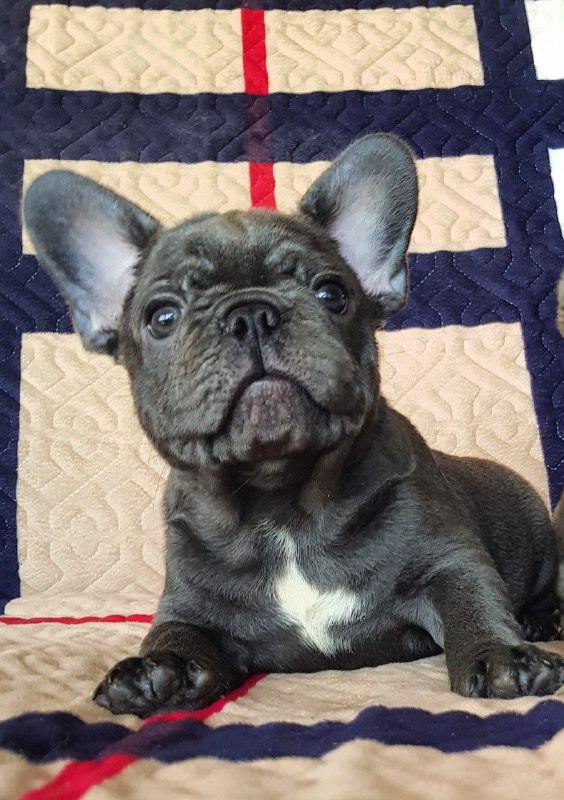 Tadd French Bulldog Tadd French Bulldog