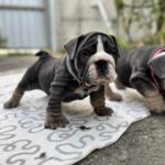 Tarick-male-English-Bulldog-puppy-for-sale-1