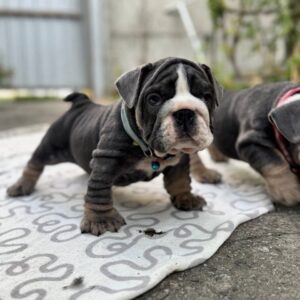 Tarick English Bulldog