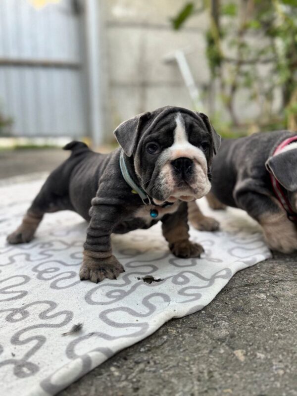 Tarick English Bulldog Tarick English Bulldog