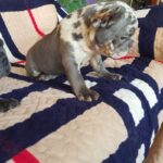 Tarra-female-French-Bulldog-puppy-for-sale-1