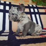 Tarra-female-French-Bulldog-puppy-for-sale-2