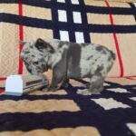 Tarra-female-French-Bulldog-puppy-for-sale-3