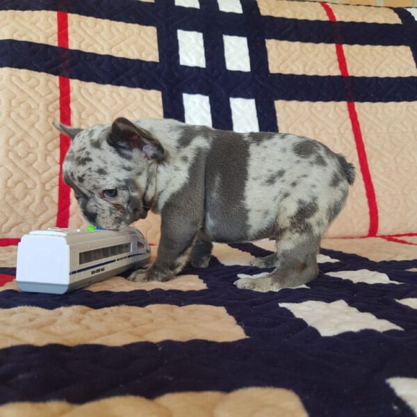 Tarra French Bulldog Tarra French Bulldog