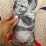 Tarra-female-French-Bulldog-puppy-for-sale-4