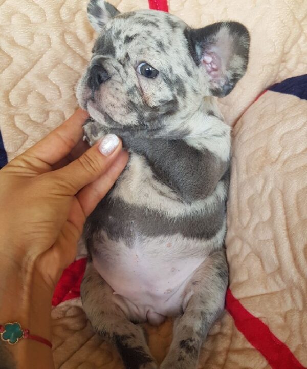 Tarra French Bulldog Tarra French Bulldog