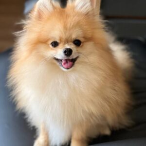 Teddy Pomeranian Teddy Pomeranian