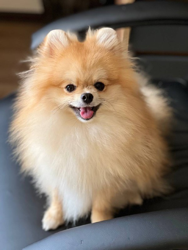 Teddy Pomeranian Teddy Pomeranian