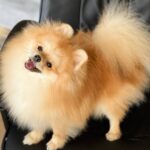 Teddy-male-Pomeranian puppy-for-sale-2