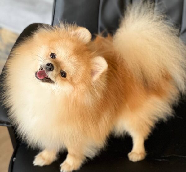 Teddy Pomeranian Teddy Pomeranian