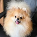 Teddy-male-Pomeranian puppy-for-sale-3