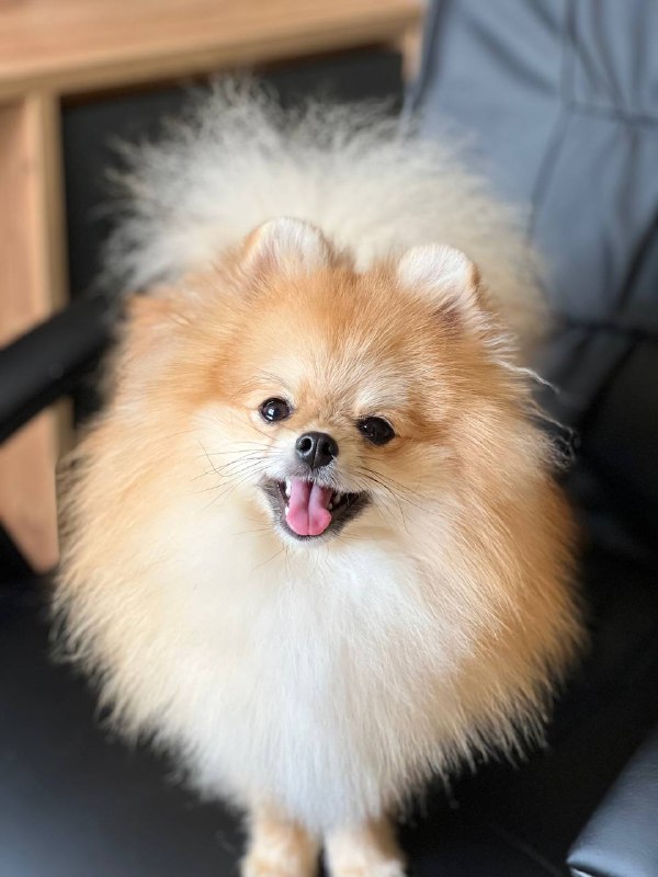 Teddy Pomeranian Teddy Pomeranian