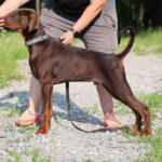 Thor-male-dobermann-puppy-for-sale-1