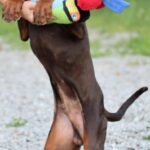 Thor-male-dobermann-puppy-for-sale-2