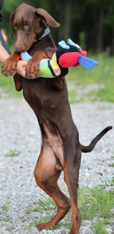 Thor Dobermann