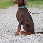 Thor-male-dobermann-puppy-for-sale-3