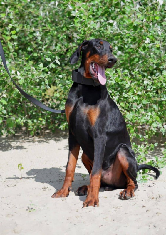 Titan Dobermann Titan Dobermann