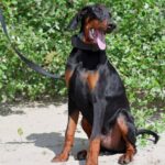 Titan-male-dobermann-puppy-for-sale-2