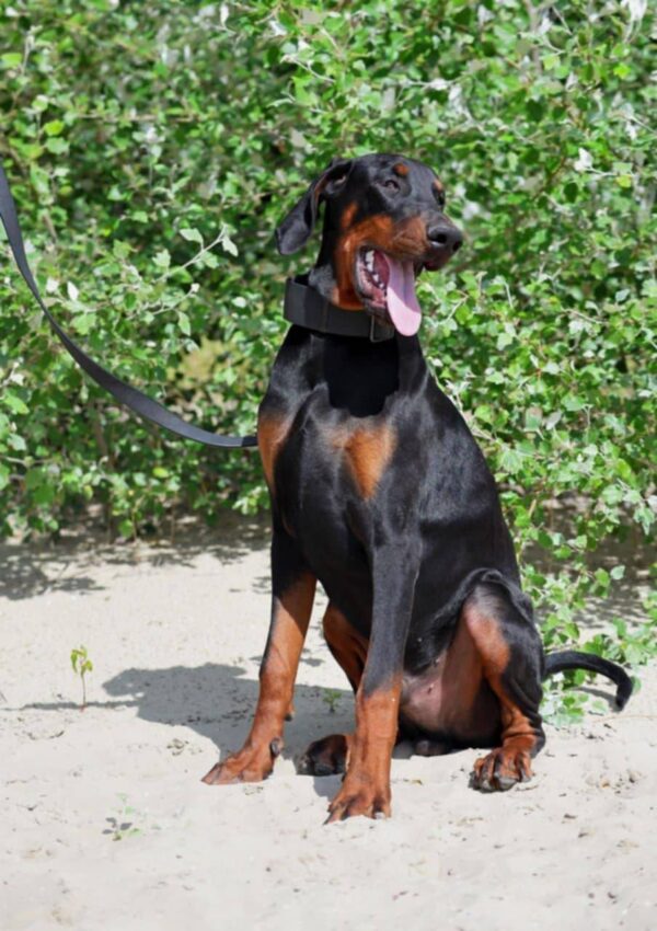 Titan Dobermann Titan Dobermann