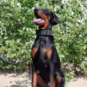 Titan Dobermann