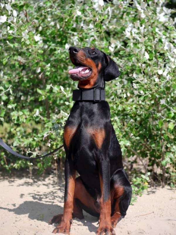 Titan Dobermann Titan Dobermann