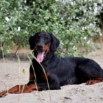 Titan-male-dobermann-puppy-for-sale-4