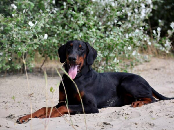 Titan Dobermann Titan Dobermann