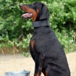 Titan-male-dobermann-puppy-for-sale-5