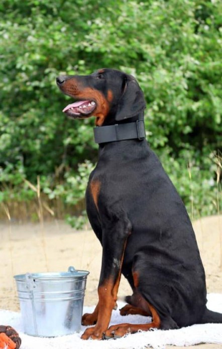 Titan Dobermann Titan Dobermann