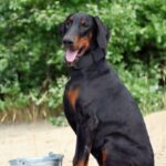 Titan-male-dobermann-puppy-for-sale-6