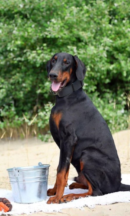 Titan Dobermann Titan Dobermann